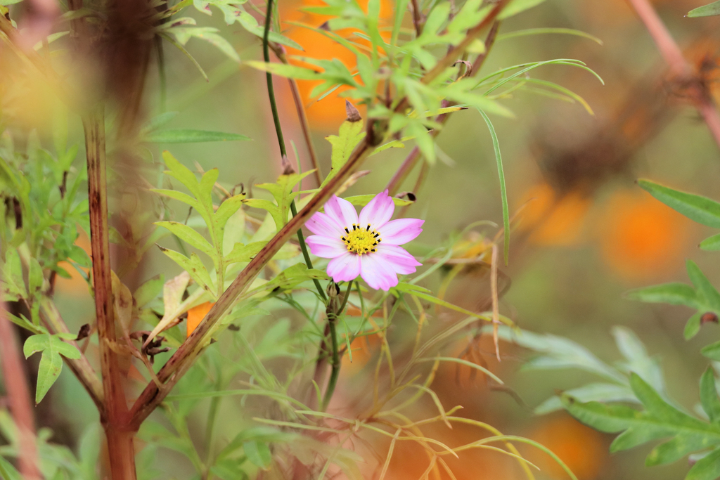 これから咲き誇るコスモス