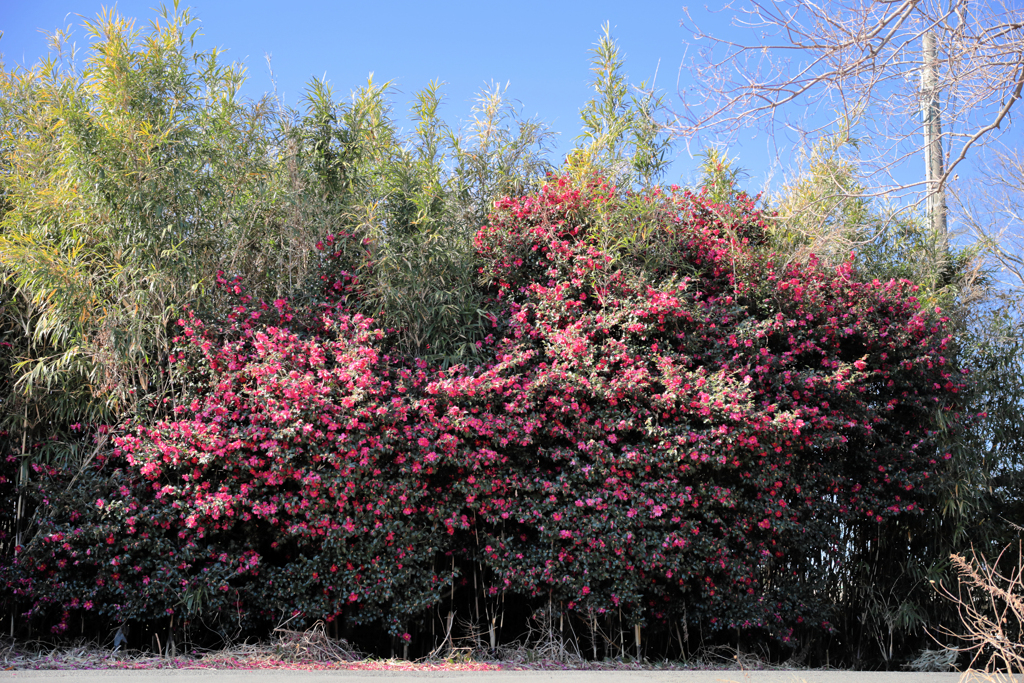 山茶花