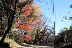 晩秋の弘法山　大紅葉