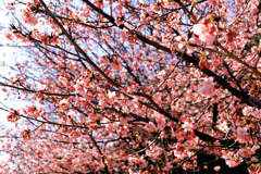 小さな公園の桜