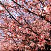 小さな公園の桜