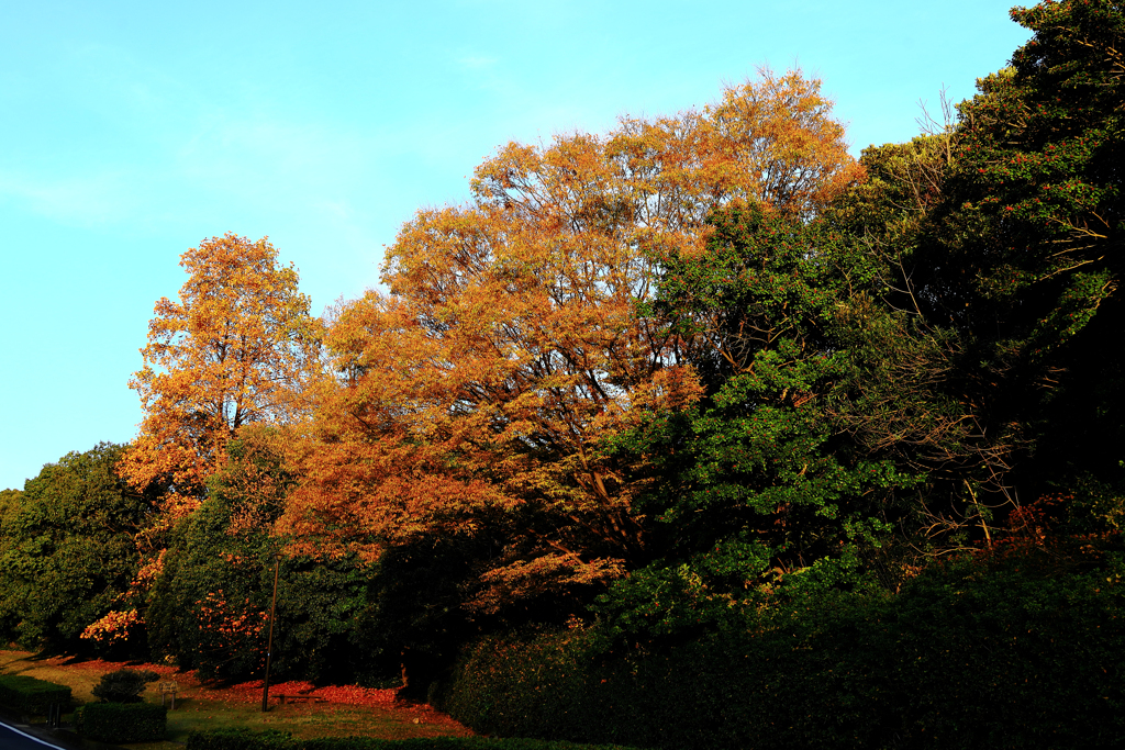 夕陽を浴びる紅葉