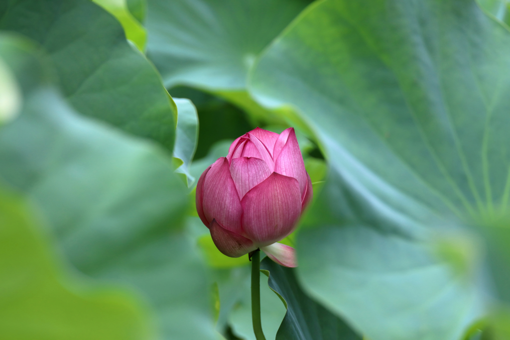 葉の奥に隠れて