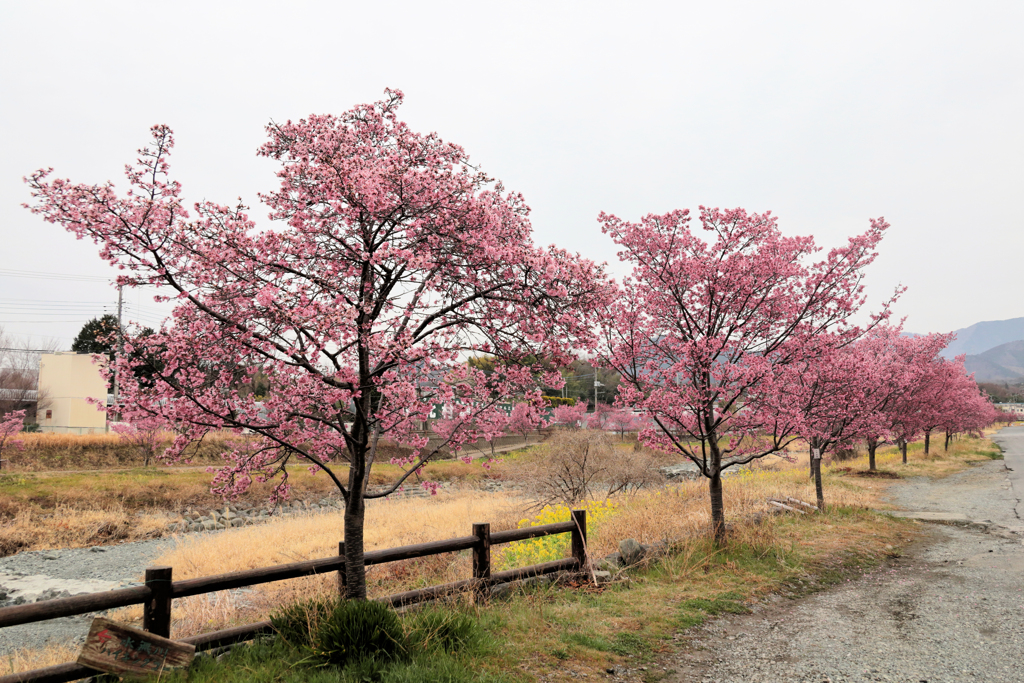 水無川沿いのおかめ桜