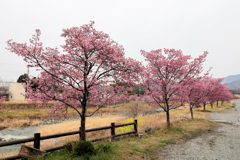 水無川沿いのおかめ桜