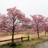 水無川沿いのおかめ桜