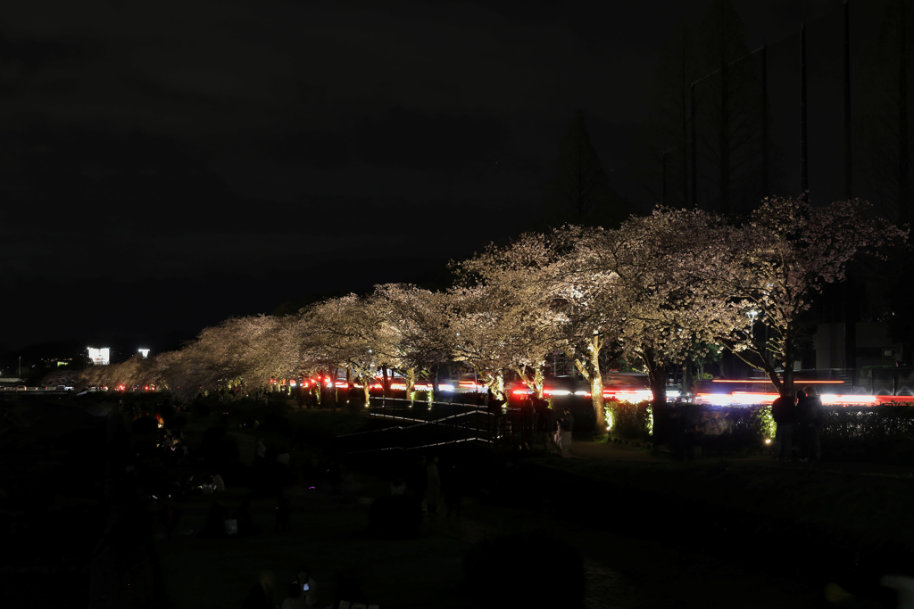 カルチャーパーク前の夜桜