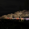 カルチャーパーク前の夜桜