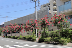百日紅