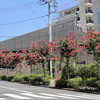 百日紅