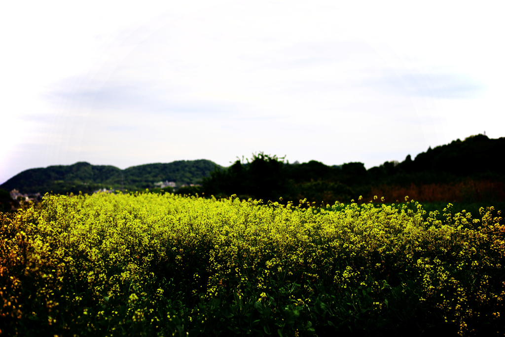 白い空と芥子菜畑