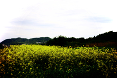 白い空と芥子菜畑