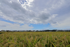 雲を見上げる稲