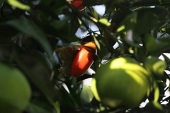 烏瓜（カラスウリ）