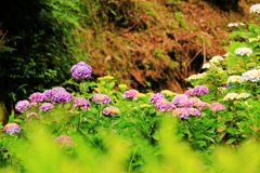 紫陽花