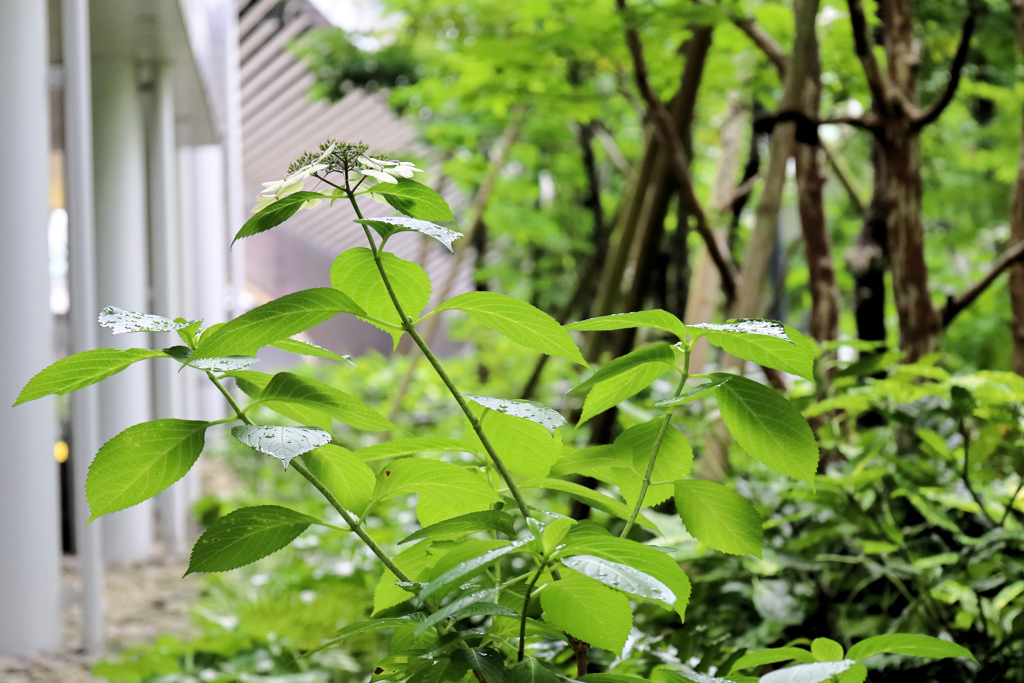 みなとみらいの紫陽花