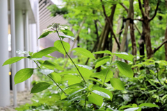 みなとみらいの紫陽花