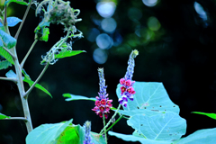 葛の花