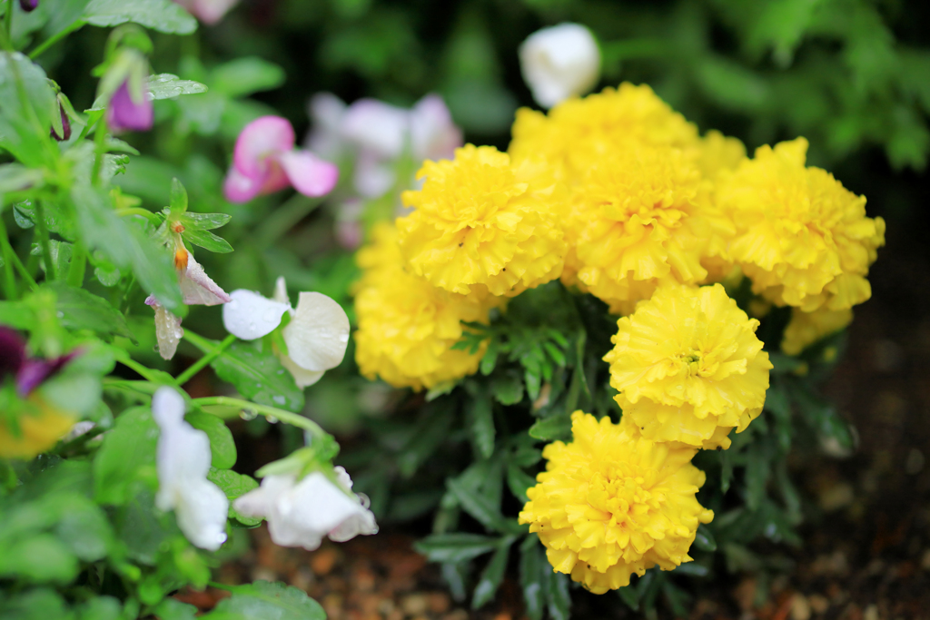 雨のマリーゴールド