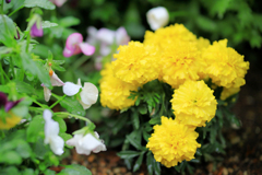 雨のマリーゴールド