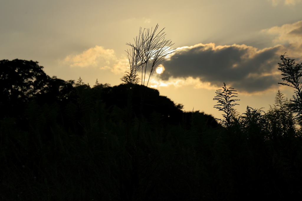 夕陽とススキと雲