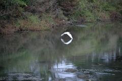 水面に輪を写して飛ぶ