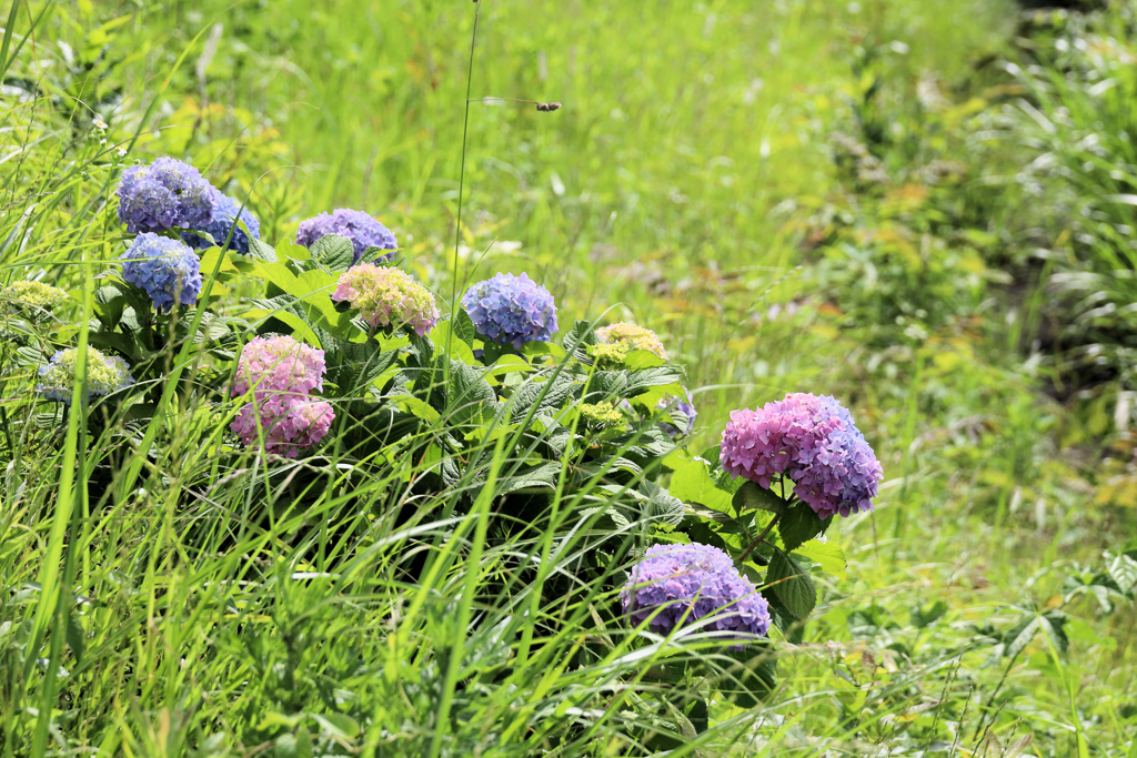 野に咲く紫陽花