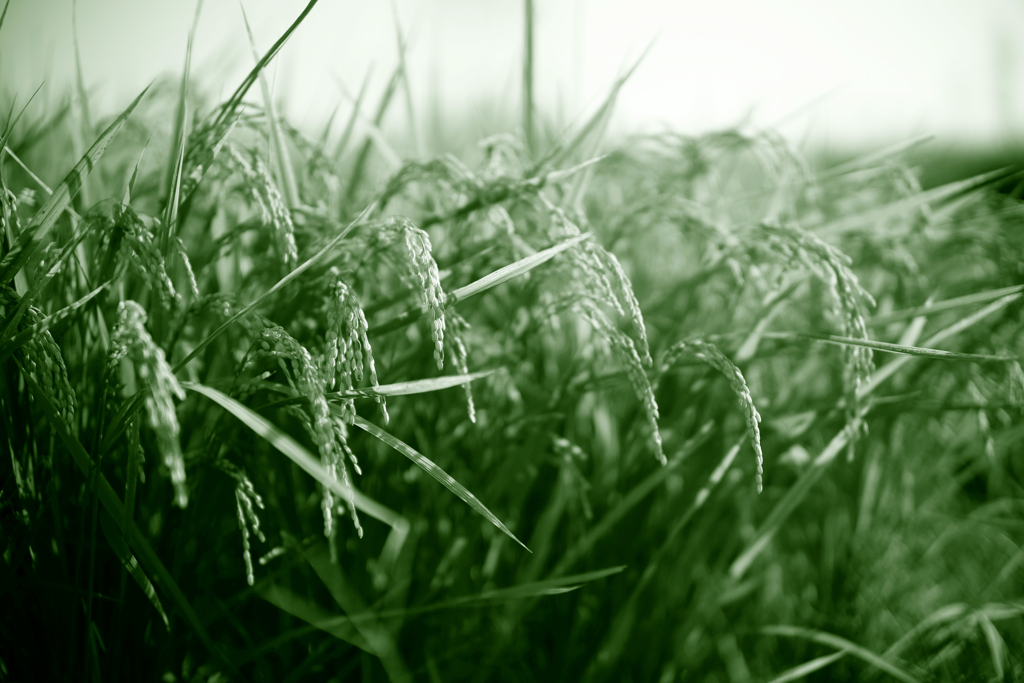 たわわに実る、稲穂。