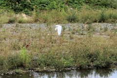 川に沿って逃げるサギ