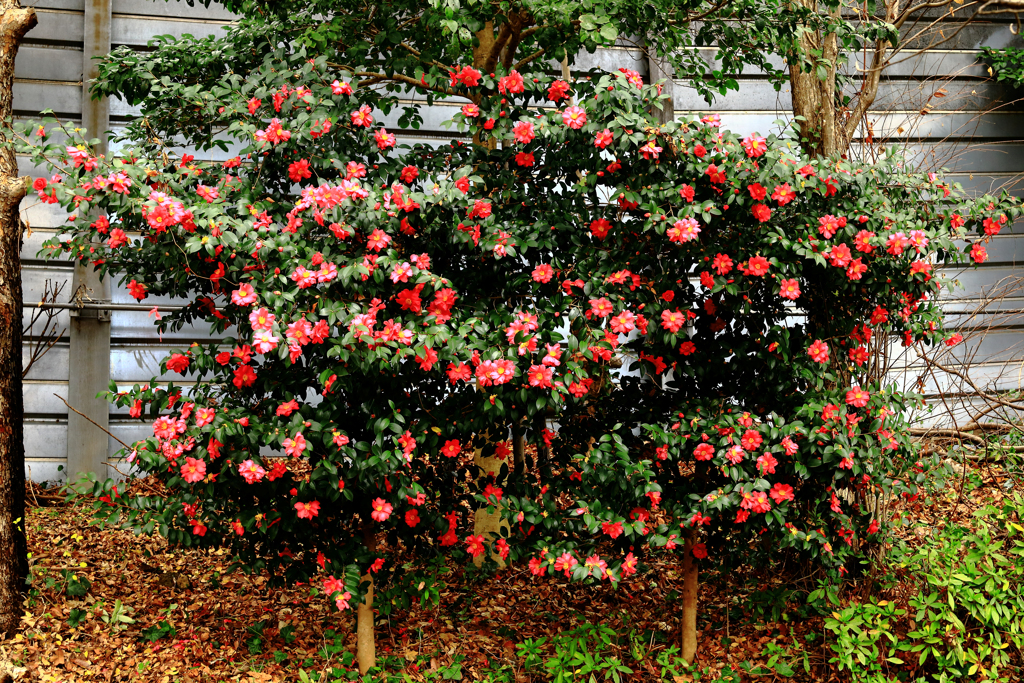 山茶花の季節