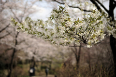 権現山の坂を下る