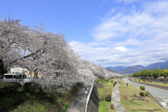 富士見大橋から眺める桜