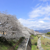 富士見大橋から眺める桜