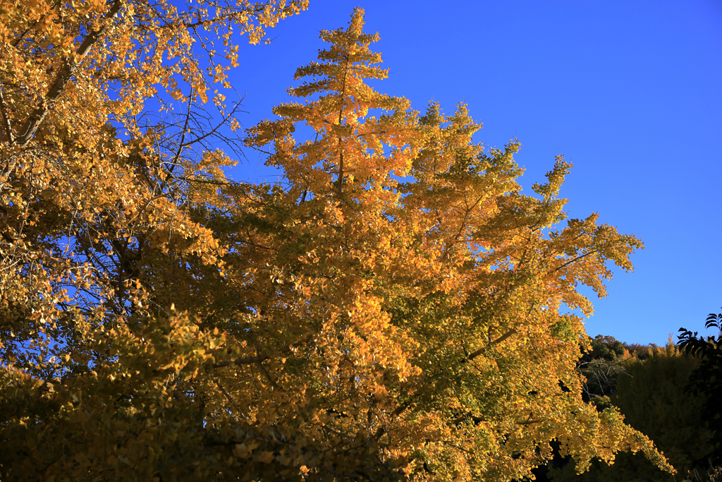 青空に映える銀杏