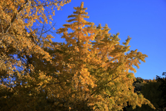 青空に映える銀杏