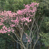 桜かツヅジか