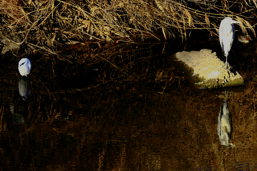 二羽の鷺と一羽の鴨