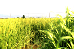 田んぼの一本木