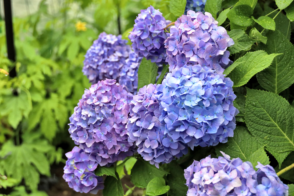 雨の紫陽花