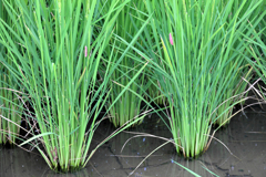 ジャンボタニシの卵