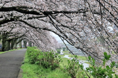 秦野市カルチャーパークの桜並木