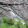 秦野市カルチャーパークの桜並木