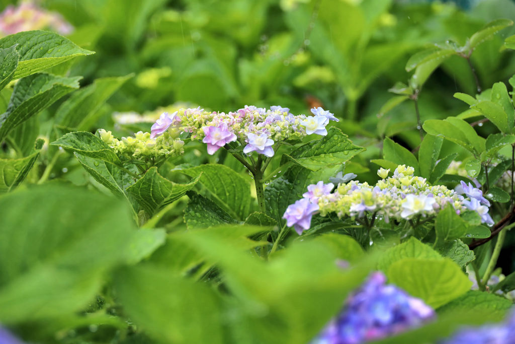 雨の紫陽花