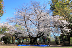 亀塚公園の桜
