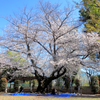 亀塚公園の桜
