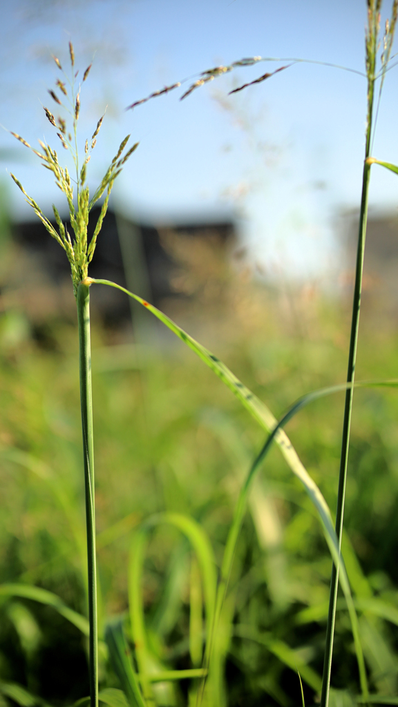 競い合うススキ