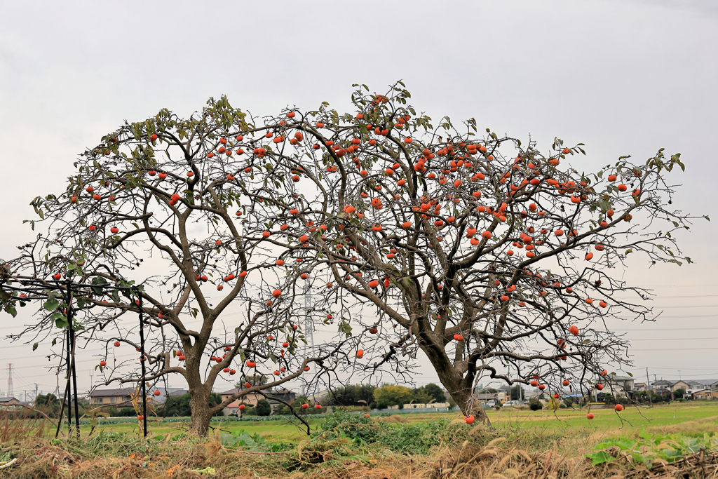 たわわに実る柿