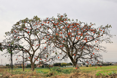 たわわに実る柿