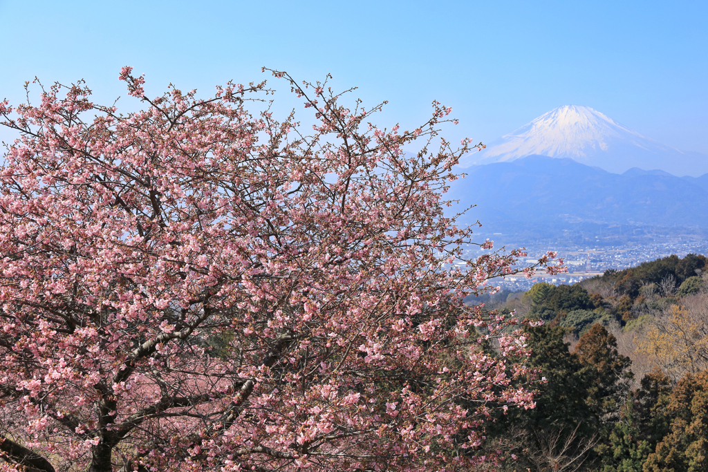おおいゆめの里にて、大井里山花まつり