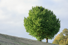 西日を浴びる銀杏